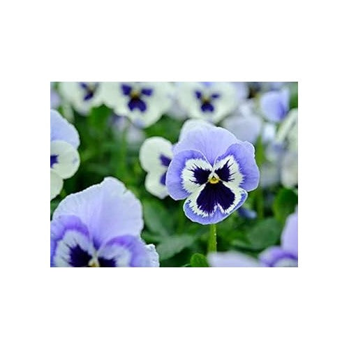 Blue Pansy Seeds for Planting [neera-v5-e068066bda21d971a5b7]
