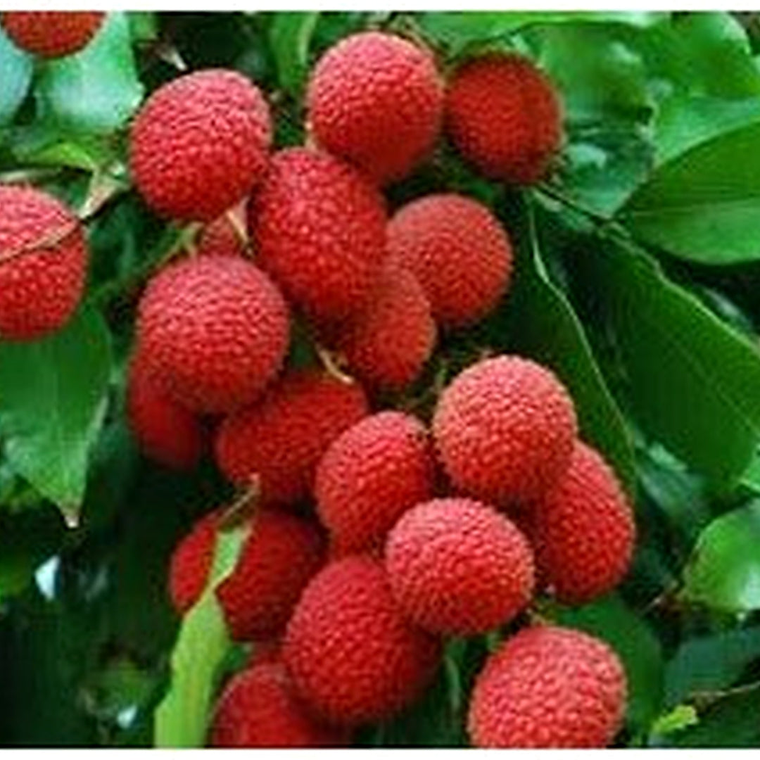 Kaimana Lychee Fruit Seeds [neera-v5-e07452b73a9f00f75ad0]