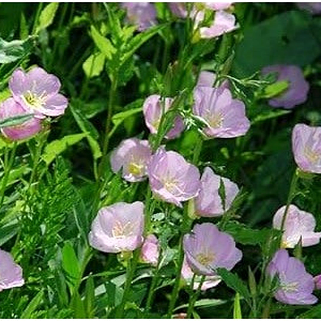 Light Pink Primrose Flower Seeds [neera-v5-e074ffba8600ba428db2]