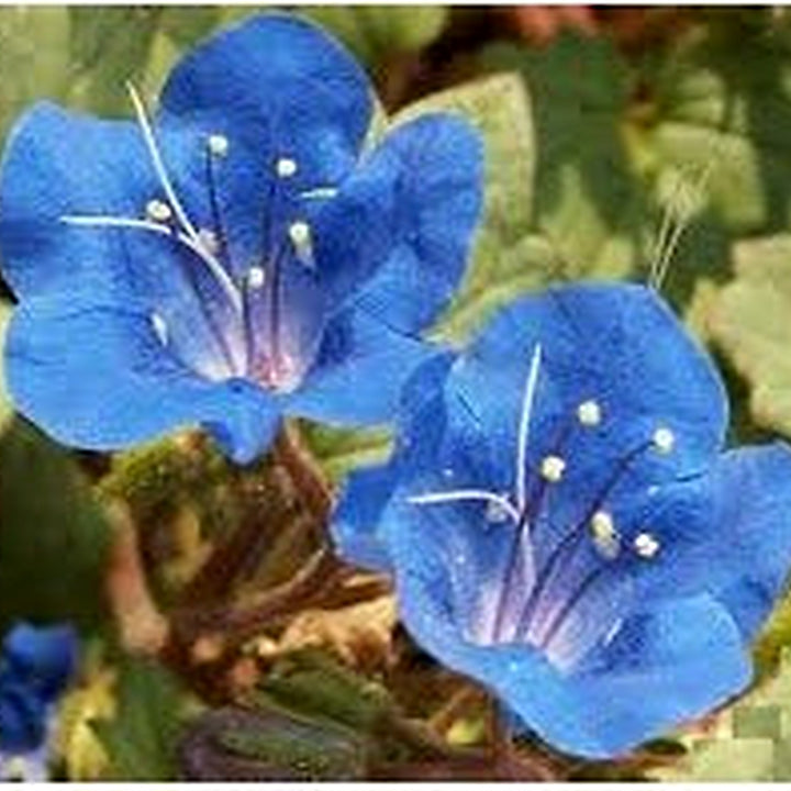 Bluebell Flower Seeds for Planting, Fresh, NON GMO Seeds [neera-v5-e07b88c369767aa67aba]