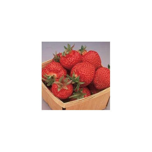 Eversweet Everbearing Strawberry Seeds for Planting [neera-v5-e08837a72fefb4441db8]