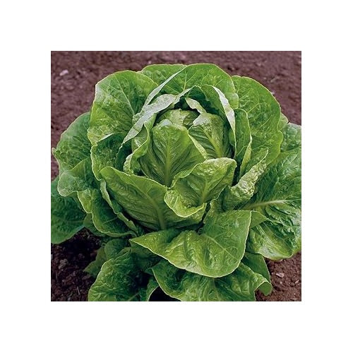 Jericho Lettuce Seeds for Planting [neera-v5-e091d70d359d8c55a172]