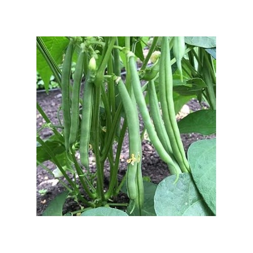 Bean Seeds for Gardening [neera-v5-e0936a24417113796cbf]