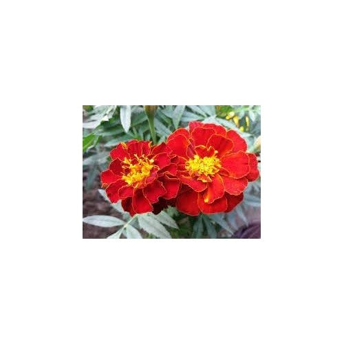 Heirloom Marigold Flower Seeds for Planting 100 pcs [neera-v5-e097501f60297aa066bc]