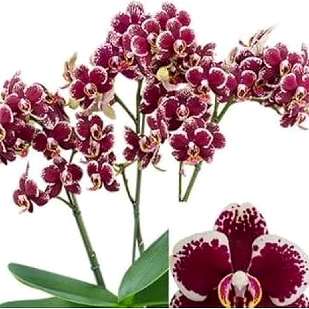 Maroon White Phalaenopsis Orchid Flower Seeds for Planting [neera-v5-e09ee5862d9f532b3529]