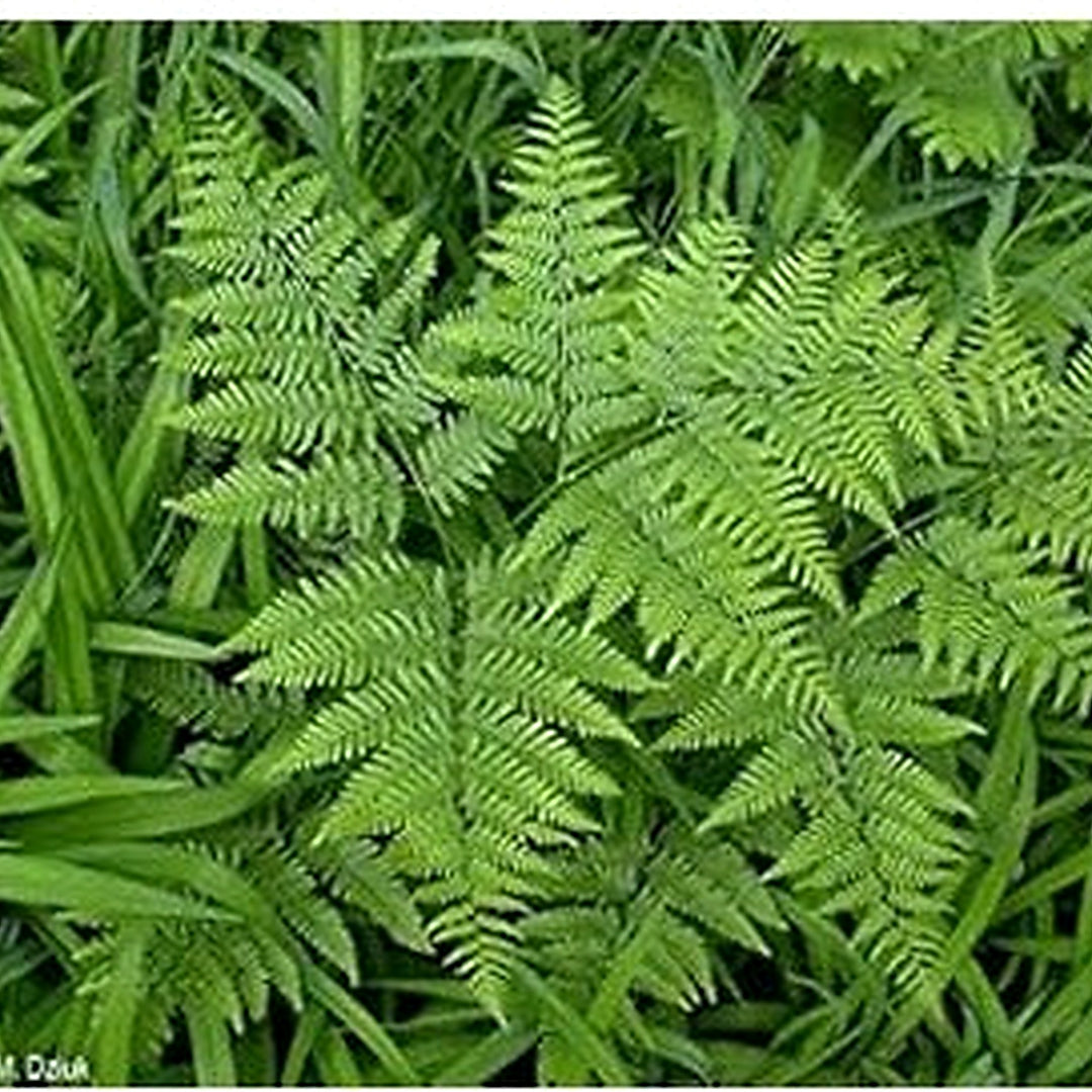 Fern Bracken Plant Seeds for Planting [neera-v5-e09fc0c7e6db690d7aa6]