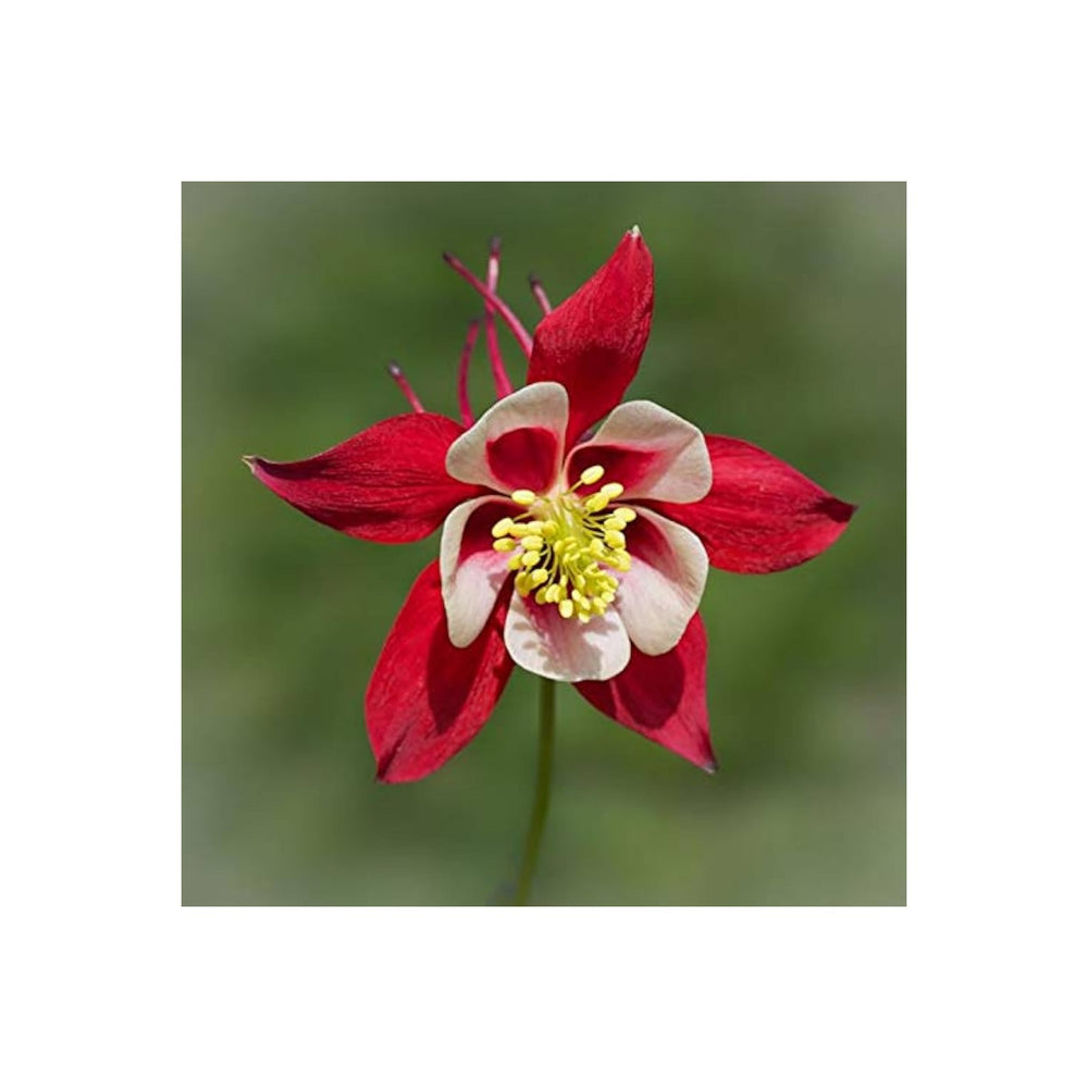 Red Columbine Aquilegia Vulgaris Calvario Flower For Planting Perfect For Pollinator Friendly Home [neera-v5-e0a59fd59746a434186f]