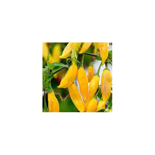Yellow Ghost Pepper Chili Vegetable Seeds for Planting [neera-v5-e0bbbe1021f909f36a87]