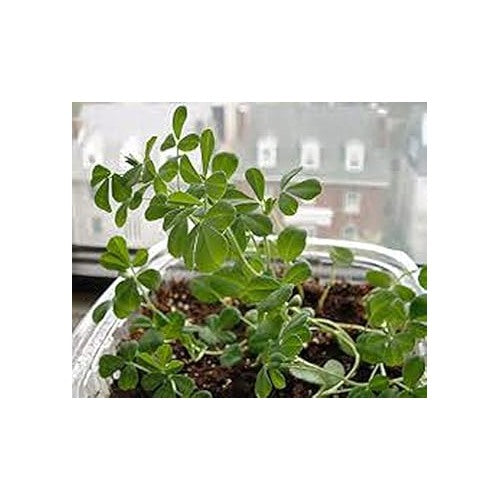 Green Methi (Fenugreek) Herb Seeds for Planting [neera-v5-e0c0dcfa543785e0203c]