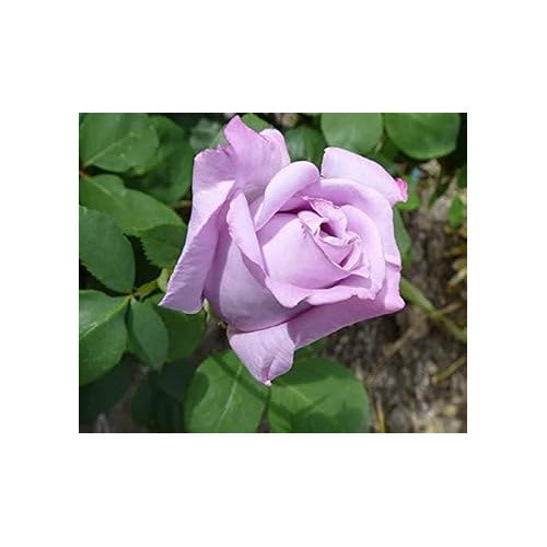 Lavender Rose Flower Seeds for Planting [neera-v5-e0c90481598c052d58f0]