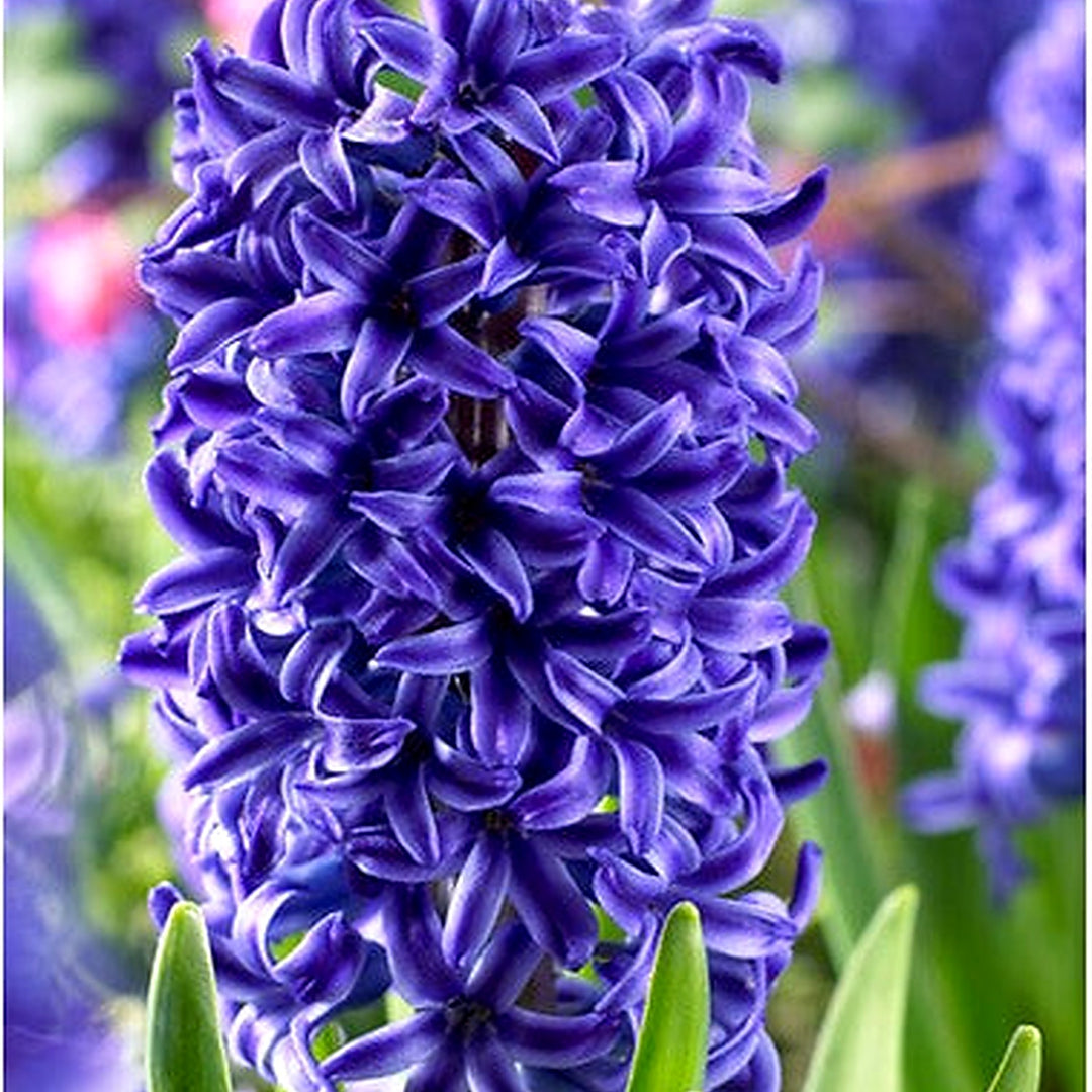 Sky Blue Hyacinthus Orientalis Flower Seeds [neera-v5-e0d3d7ebc0abfc175966]