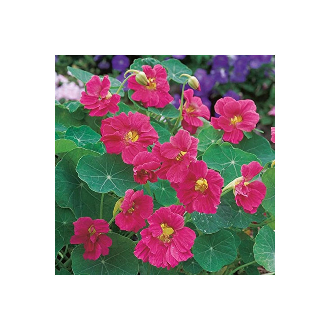 Pink Nasturtium Tropaeolum Majus Flower For Planting Variety In Kitchen Garden Flower Seeds for [neera-v5-e0d91c5756638a83b65a]