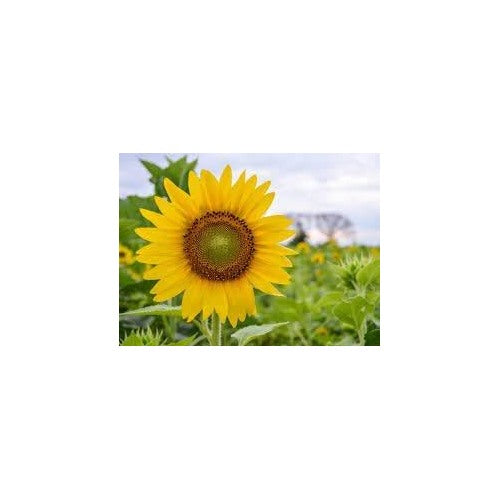 Sunflower Seeds Heirloom Non GMO Planting [neera-v5-e0db7d6774c6aa0cabbc]
