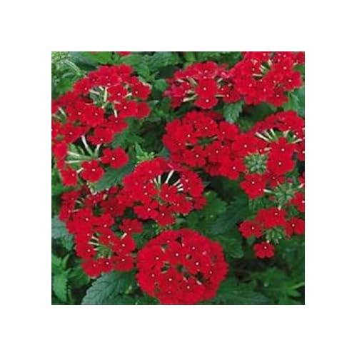 Red Verbena Scarlet Flower Seeds for Planting [neera-v5-e0dde5e6cdfd19031a69]