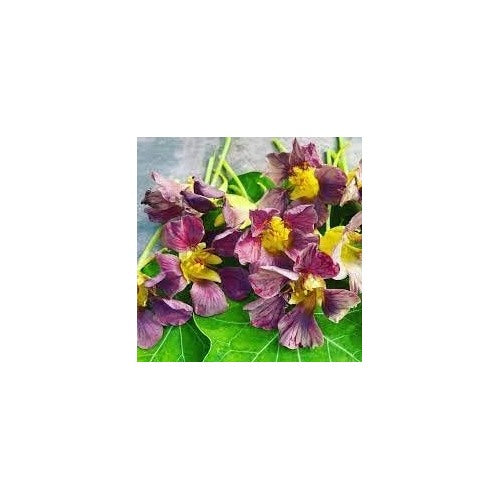 Purple Nasturtium Flower Seeds [neera-v5-e0e44e4950528e2cdc50]