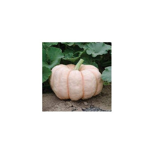 Pink Pumpkin Porcelain Vegetable Seeds for Planting [neera-v5-e0e78da7cec8575e9d1b]
