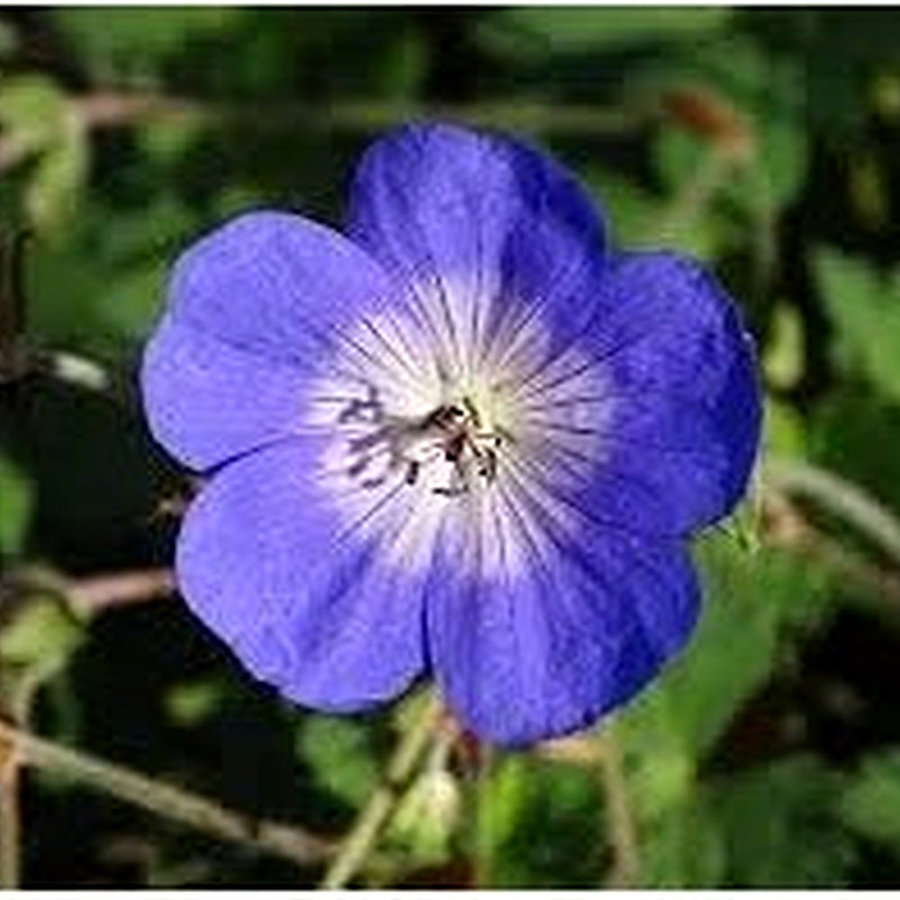 Cranesbill Flower Seeds for Planting [neera-v5-e0e872c99ed0fe77205b]