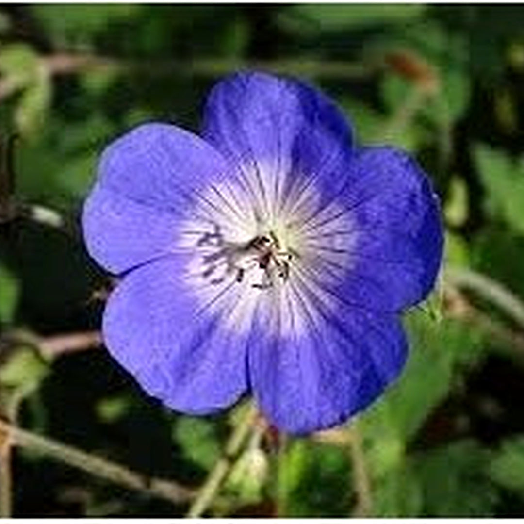 Cranesbill Flower Seeds for Planting [neera-v5-e0e872c99ed0fe77205b]