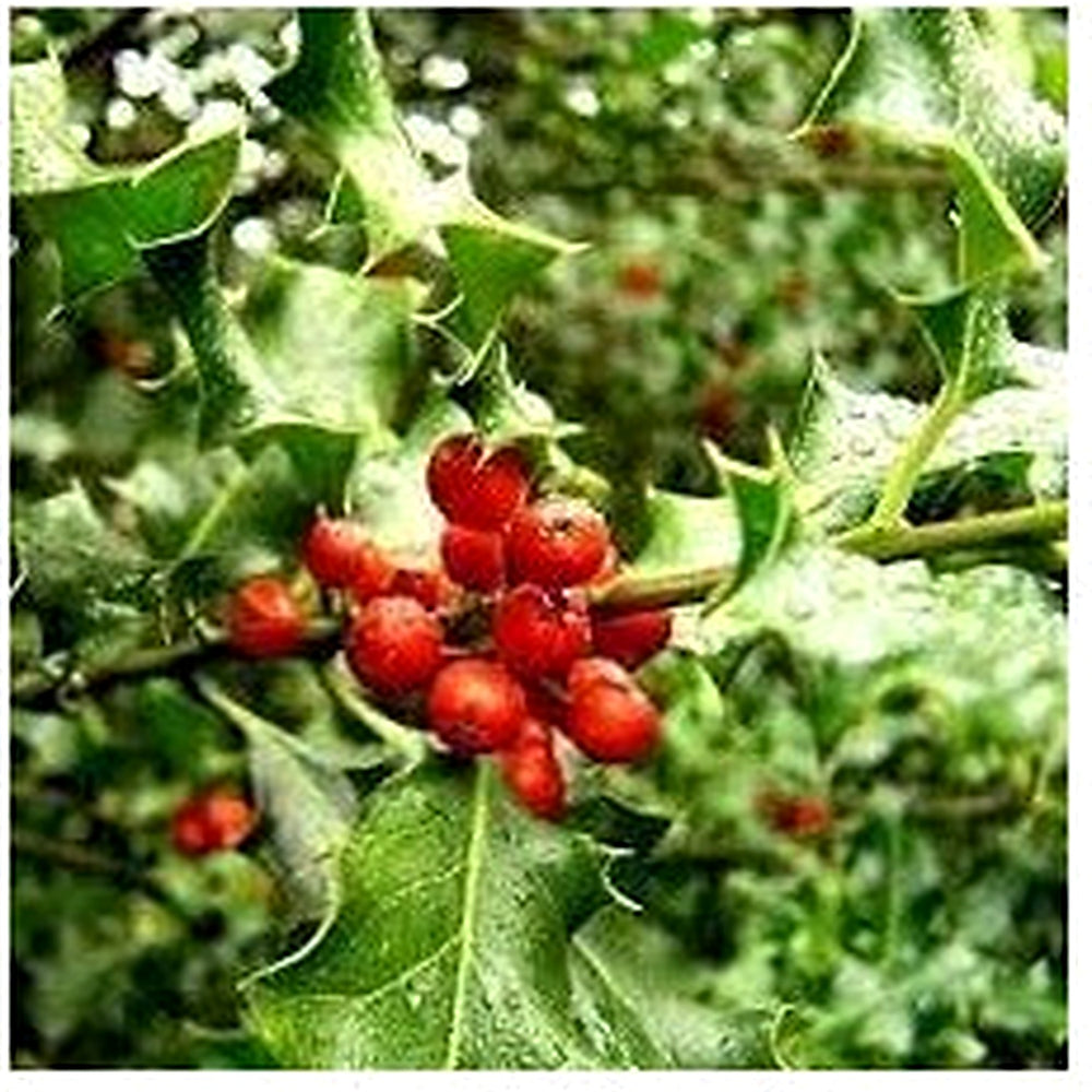 Ilex Aquifolium (English Holly) Seeds for Planting [neera-v5-e0e8bf5ea32f9ecd8c3c]
