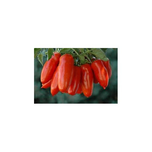 Red San Marzano Tomato Seeds for Planting Red Yellow [neera-v5-e0e9638f1bffc04f4418]
