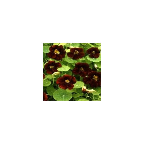 Black Nasturtium Flower Seeds for Planting [neera-v5-e0eafd712847f8827438]