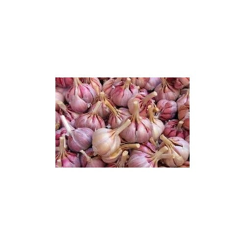 Light Purple Garlic Seeds for Planting [neera-v5-e0f3064fa3301594a690]