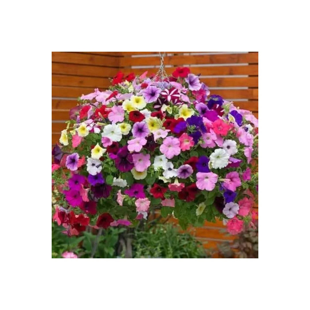 Climbing Petunia Multicolor Petunia Hybrida Flower For Garden Planting Flower Seeds for Home Garden [neera-v5-e0ff41308c717a780143]