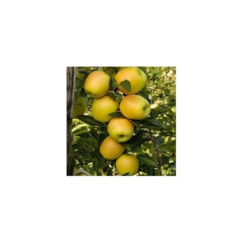 Braeburn Apple Fruit Seeds for Planting [neera-v5-e1015c89e40a9663b9fc]