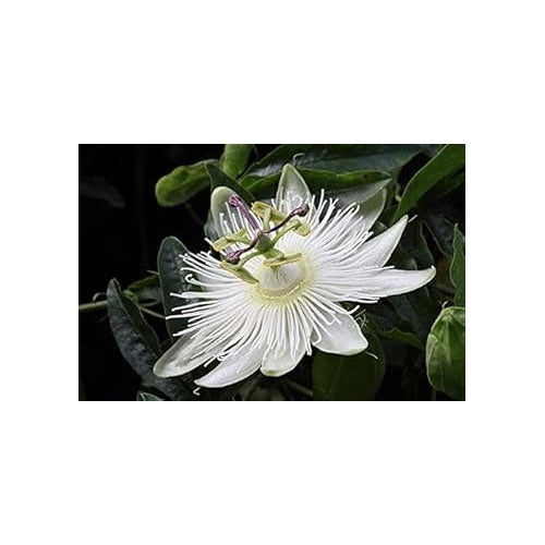 White Passion Flower Seeds for Planting [neera-v5-e122b33a150b046766f4]