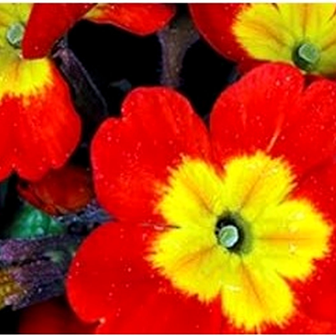 Yellow Red Danova Copper Flower For Planting Flower Seeds for Home Garden Planting, Blooming [neera-v5-e122f42dc3ceed9f6903]