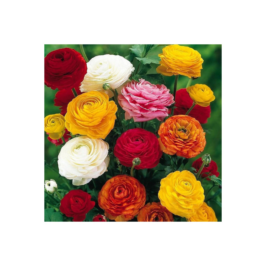 Ranunculus Asiaticus Mixed Colors Flower For Balcony And Garden Planting Flower Seeds for Home [neera-v5-e1272197f1b8289f50d9]