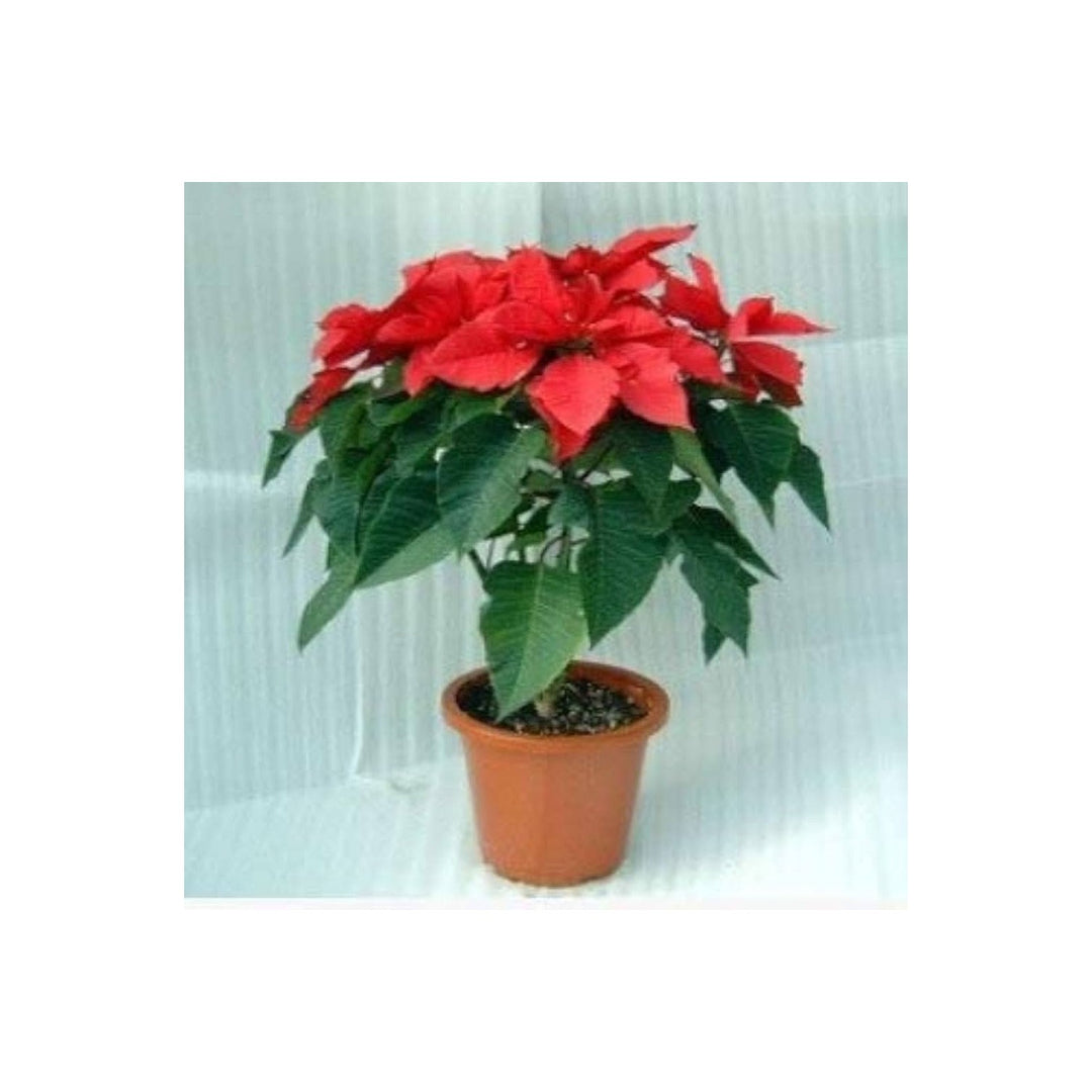 Red Poinsettia Euphorbia Pulcherrima Flower Flower Seeds for Home Garden Planting, Exotic Organic [neera-v5-e1276ceef7b119b5d189]