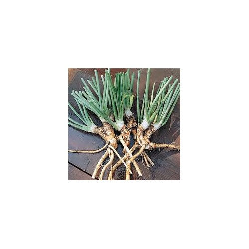 Horseradish Root Seeds for Planting [neera-v5-e127c2efb5d29798b6d7]