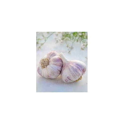 Purple White Garlic Seeds for Planting [neera-v5-e1353f655a5cfc77dcf2]