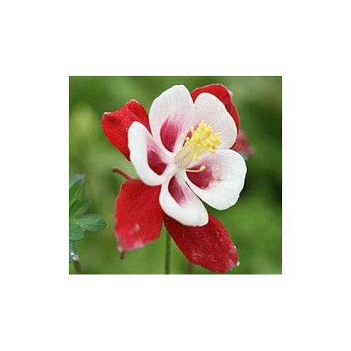 Heirloom Red White Columbine Flower Seeds for Garden Planting [neera-v5-e13d4280911e1fb6ba7a]