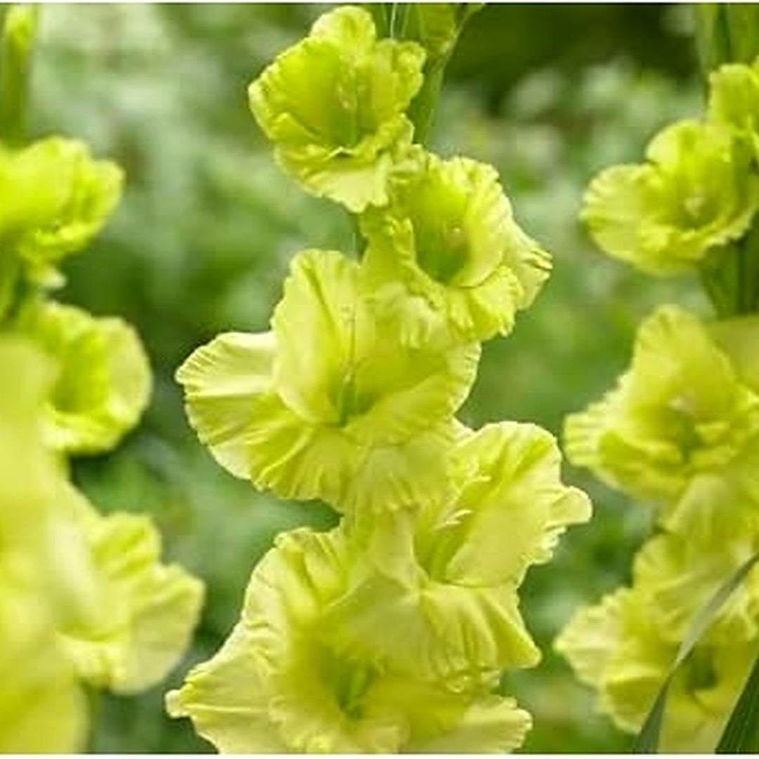 Non-GMO Gladiolus Dark Green Flower Seeds for Garden Planting [neera-v5-e158ae8b31f6fcc8a872]