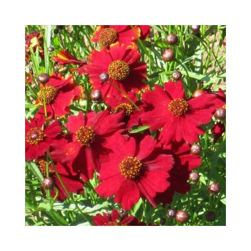 Red Tall Plains Coreopsis Planting Non Gmo Free Ship Heirloom Flower Seeds Home Garden [neera-v5-e161595fa53b665130b9]