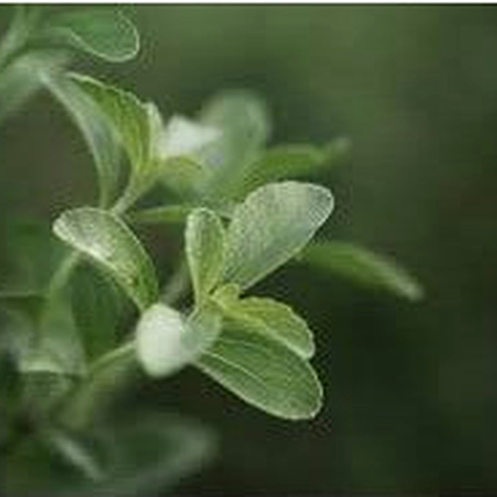 Starleaf Stevia Plant Seeds for Planting [neera-v5-e16e873ca1b4feca8033]