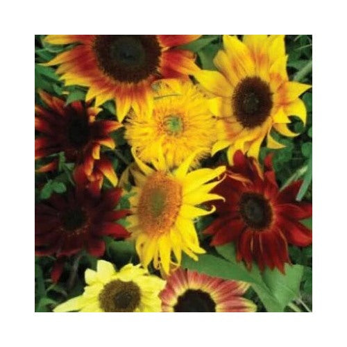 Sunflower Planting All Sorts Mix Mixture Flower Non Gmo Usa Heirloom Flower Seeds Home [neera-v5-e171734aa0652dfdf7f9]