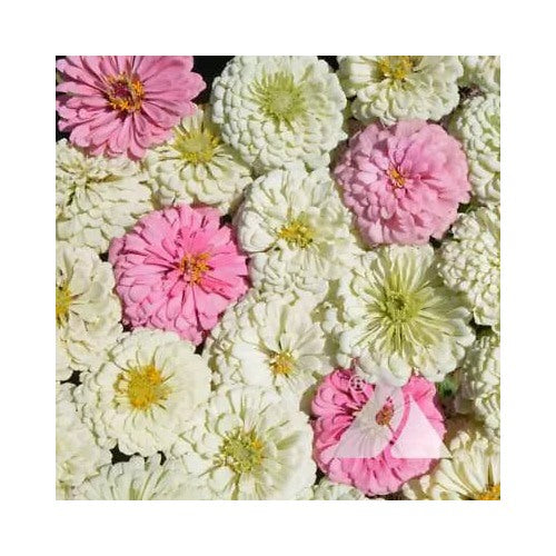 Zinnia Blushing Bride Mix Cut Flowers Pollinators Weddings Non Gmo Heirloom Easy To Grow Annual [neera-v5-e176e2f7338d9da5dcf1]