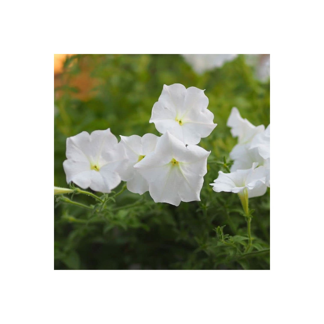 Petunia Petunia Hybrida Flower For Planting In Home Garden Containers Indoor Pots Flower Seeds [neera-v5-e177bb5f014eff334c61]