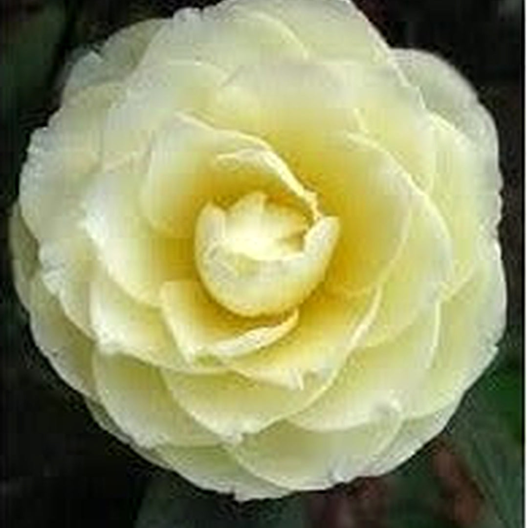 Organic Heirloom Light Yellow Camellia Flower Seeds [neera-v5-e19202f24c859f9ad718]