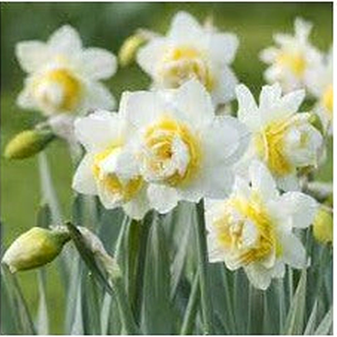 Daffodil Flower Seeds for Planting [neera-v5-e19d90e353fbd68354f5]