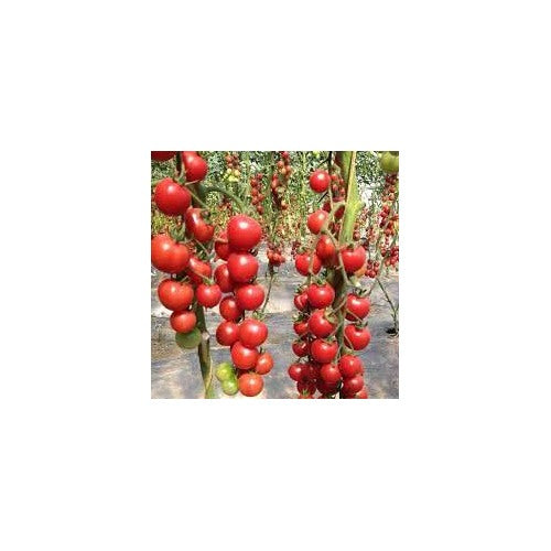 Climbing Waterfall Tomato Seeds for Planting [neera-v5-e1a459013359fa346bf2]