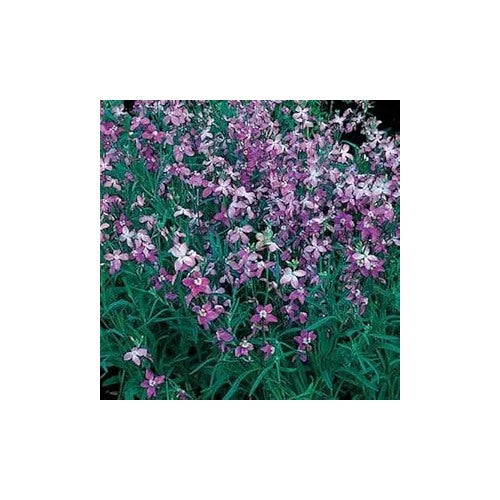 Lavender Scented Evening Stock For Fragrant Night Blooming Flowers Flower Seeds for Home Garden [neera-v5-e1b7580efc5b6e9753ee]