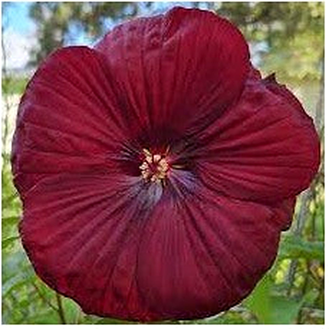Heirloom Non-GMO Maroon Hibiscus Flower Seeds for Planting [neera-v5-e1c2d2cc0aac9b9a6d22]
