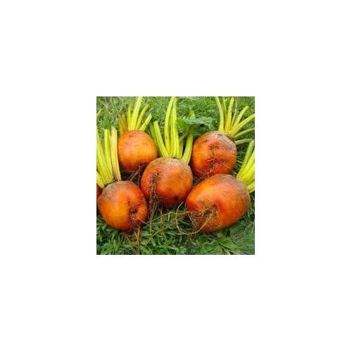 Radish Seeds for Planting Dark Orange | Heirloom Non-GMO Organic Garden Seeds | High Germination Radish Seeds [neera-v5-e1c3eb4af1bdcbee0ee5]