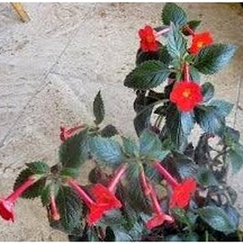 Heirloom Non-GMO Achimenantha Flower Seeds for Planting [neera-v5-e1ccdc3dcda3ed72b92d]