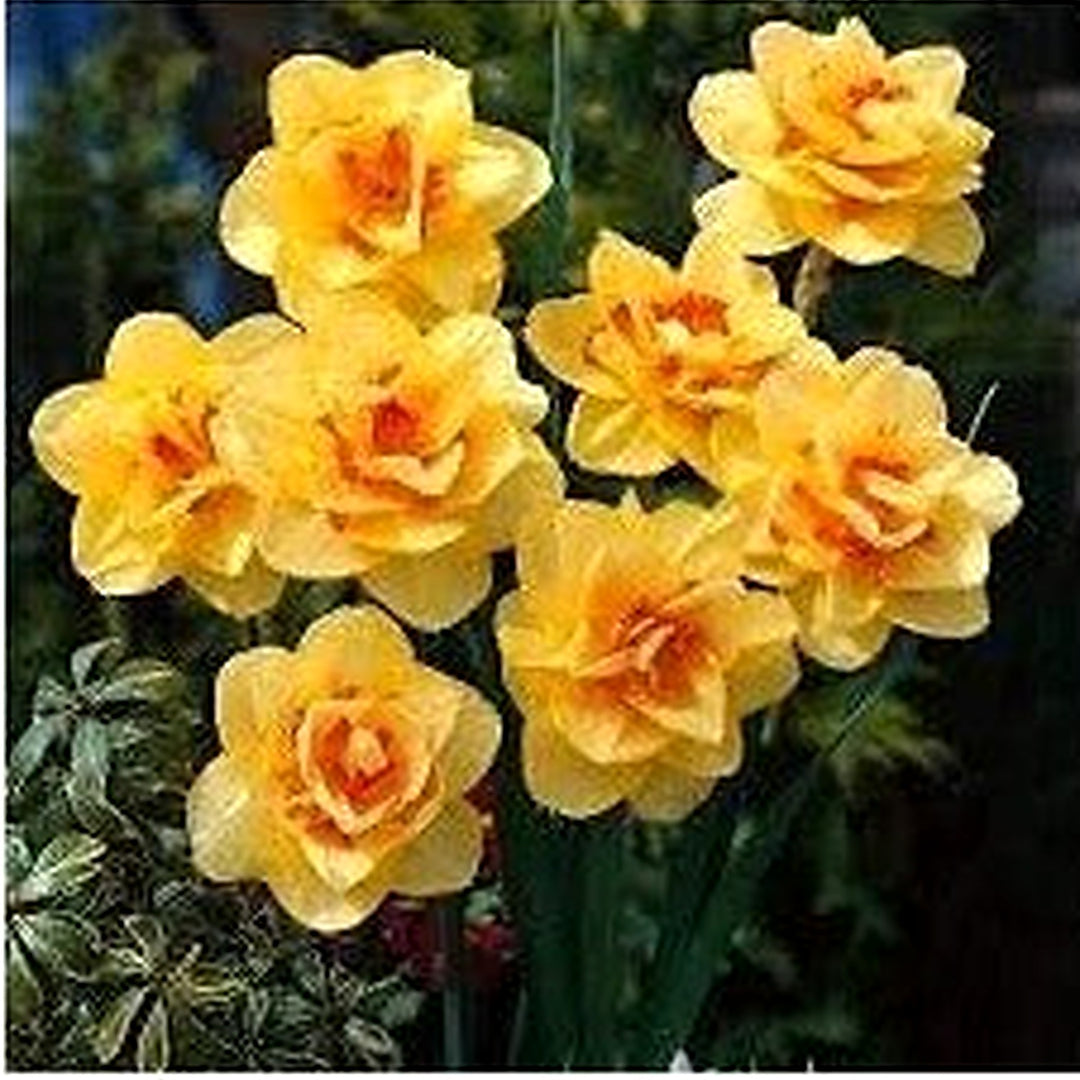 Yellow Red Daffodil Flower Seeds for Planting [neera-v5-e1e9f1f3c8d49793bf1a]