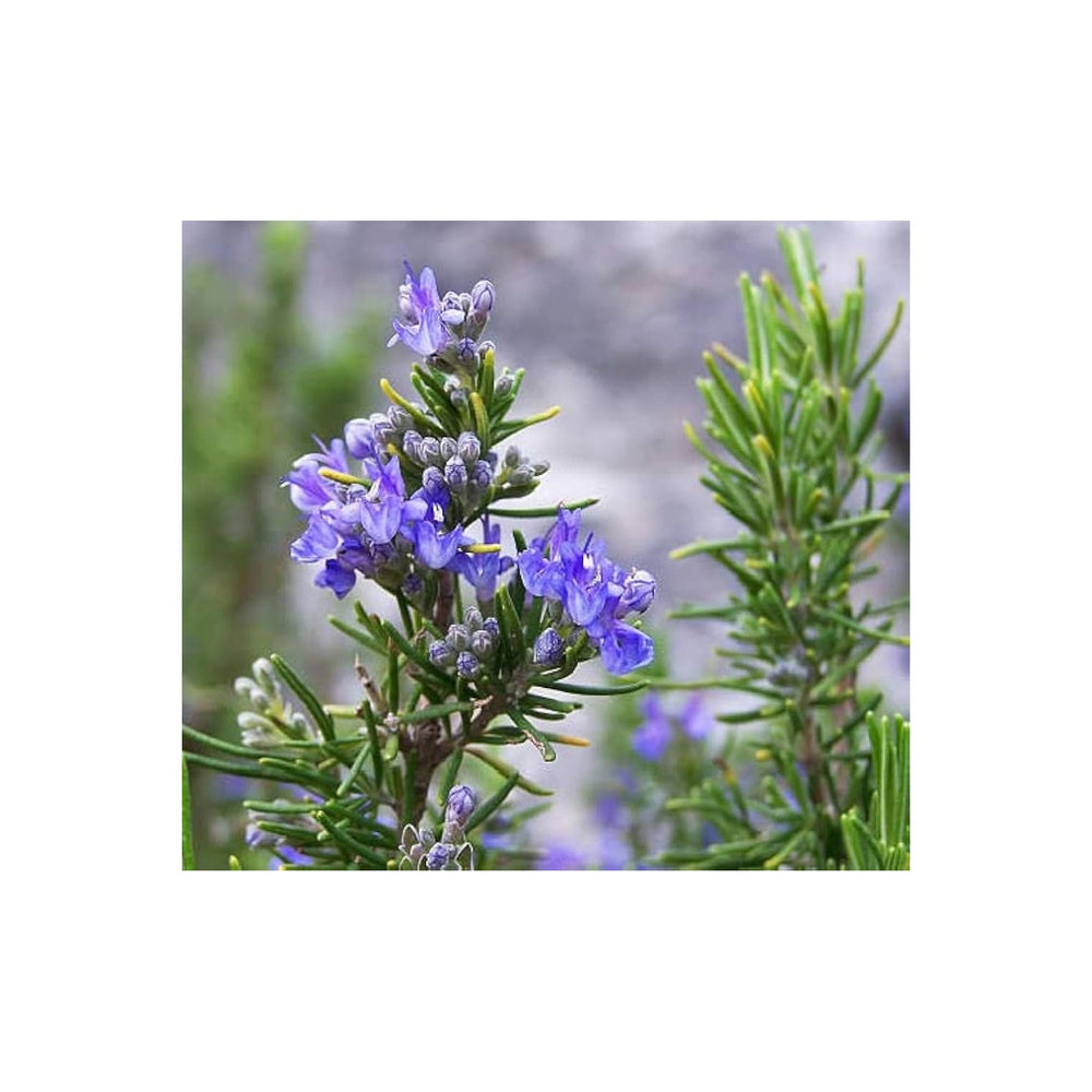 Lavender Exotic Romantic Garden Flower Flower Seeds for Home Garden Planting, Exotic Organic [neera-v5-e1edfa58fdeb6c9bf1f8]